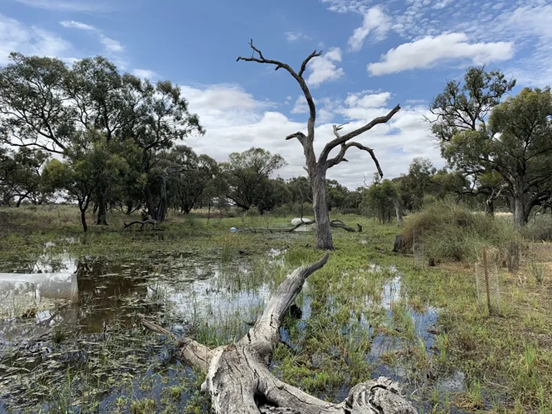 Restored wetlands reap benefits for climate, drought-resilience after just one year