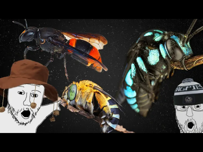 The Dropkick’s Guide to Aussie Bees