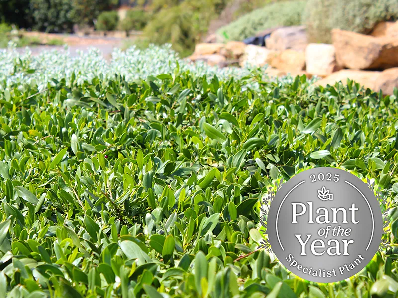 NEW Ozbreed high-performance Australian native plants bred for the toughest conditions.