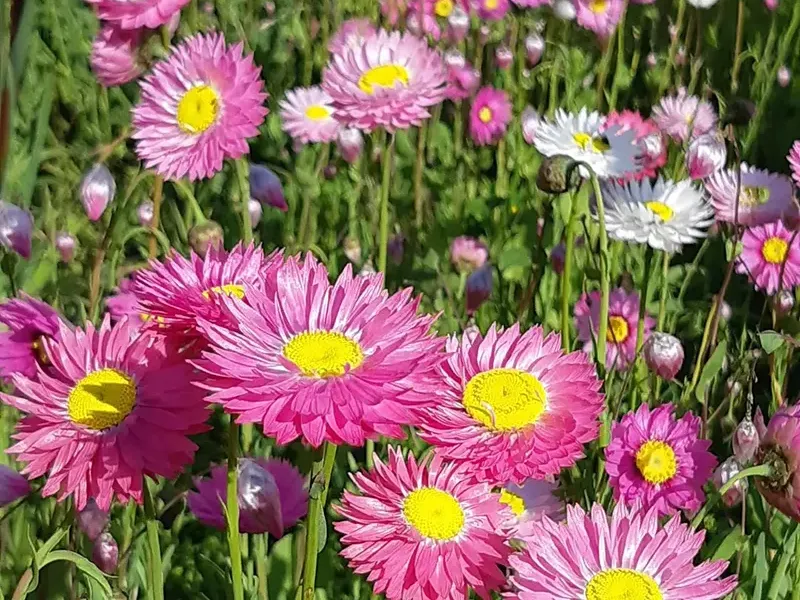 Watch NOW – Webinar: An introduction to WA’s amazing native annuals
