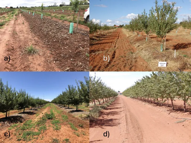 From trash to treasure: Recycling almond orchards
