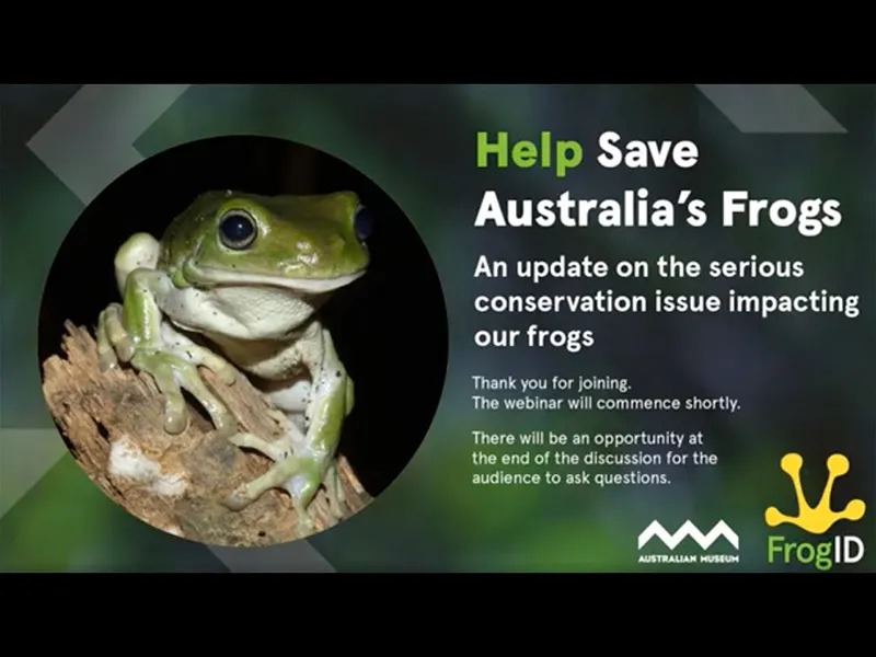 Australian Museum: saving Australia’s frogs