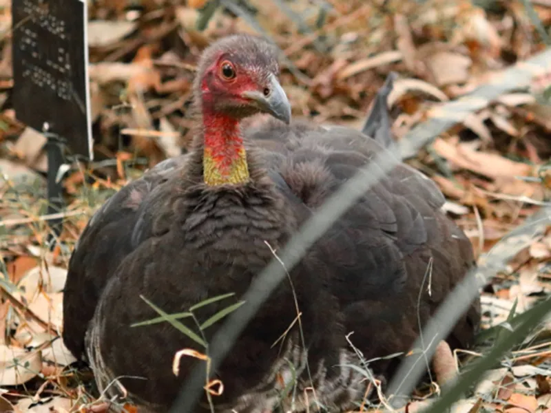 Living with Australian Brush Turkeys – Presented by Dr. Ann Göth