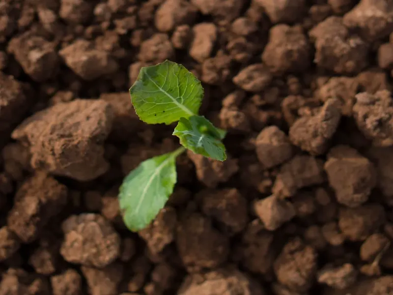 Rocking Australian grower’s carbon capture