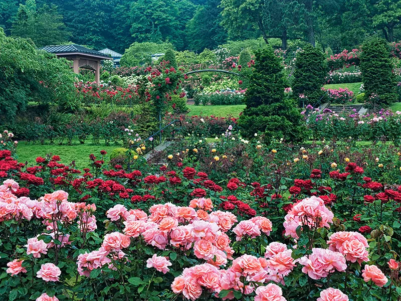 Podcast: A Botanical Showdown Planted the Seed for Portland’s International Rose Test Garden
