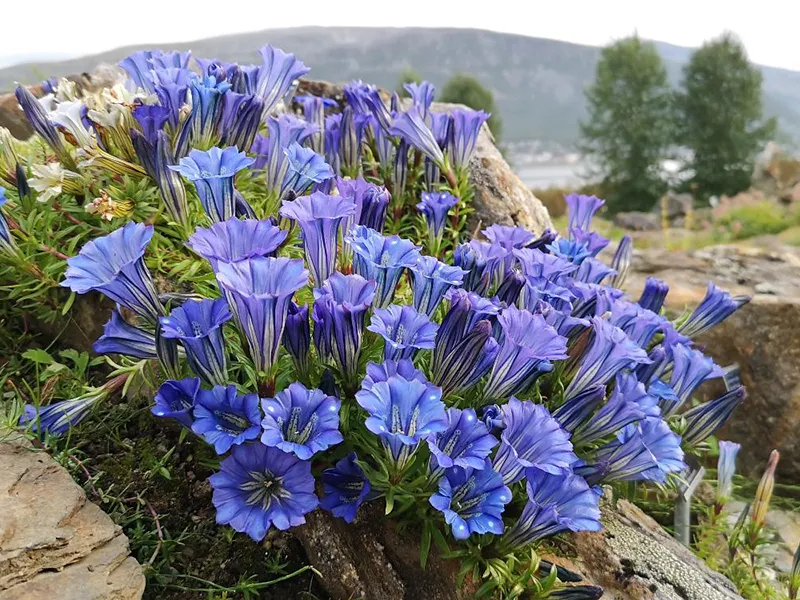 Tromsø Arctic-Alpine Botanical Garden – Tromsø, Norway