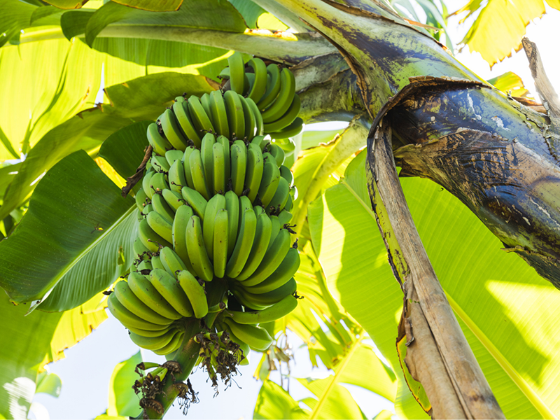 Banana biosecurity gets a boost with new national surveillance and grower education project