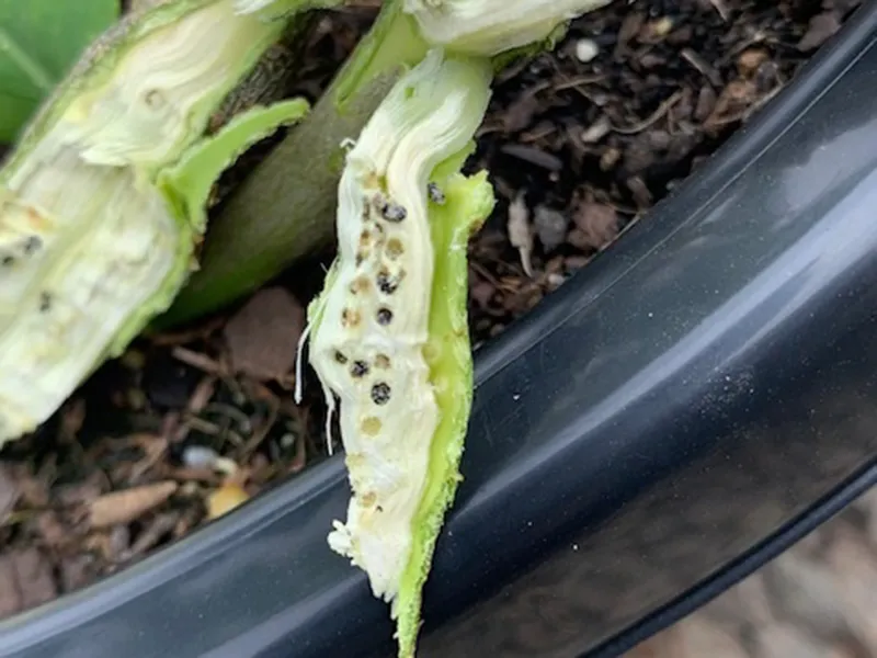 IPM thriving at MerryWood