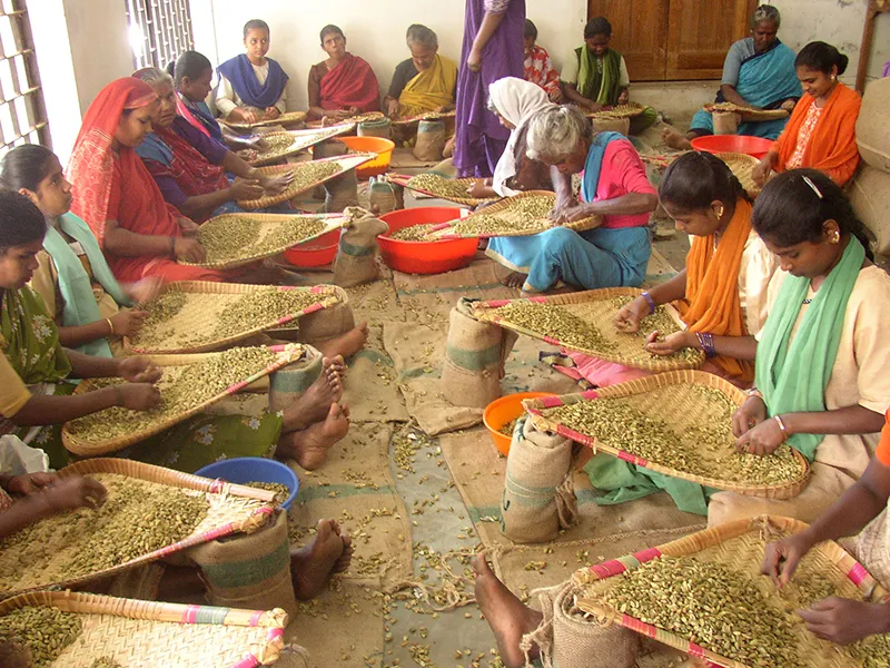 HMAA Webinar: Spices: the plants that changed the world