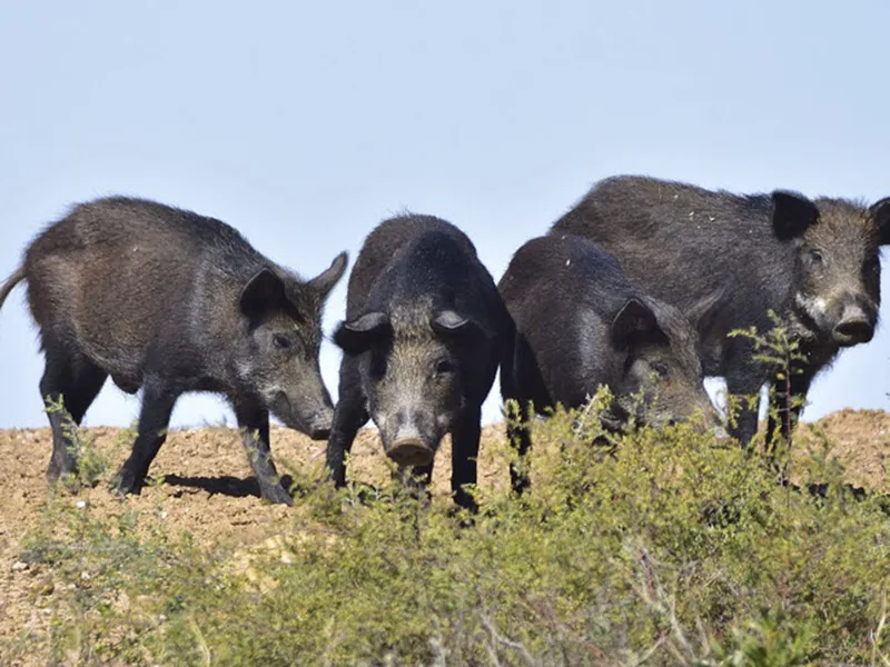 Atlas of Living Australia webinar: How biosecurity data are protecting Australia’s ecosystems