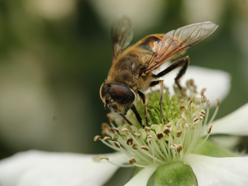 Flies to support Australia’s struggling bees?
