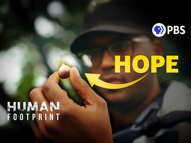 America’s Great Lost Tree Is Finally Returning