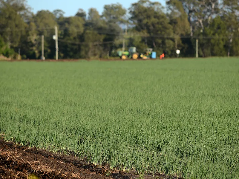 Lockyer Valley biotech company leads breakthrough in onion disease diagnostic