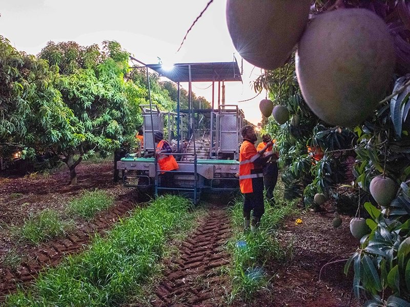 The golden return: Honey Gold mangoes are back for summer