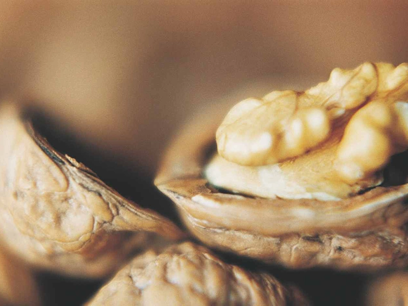 National project launched to tackle devastating walnut blight