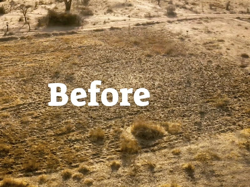 We grew a forest WITHOUT planting a single tree