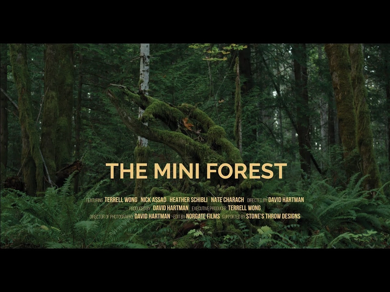 The Mini FOREST – Rewilding using the Miyawaki Method