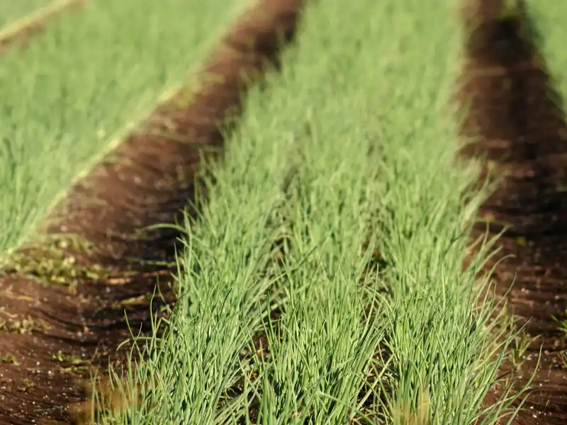 Queensland research tackles global onion disease crisis