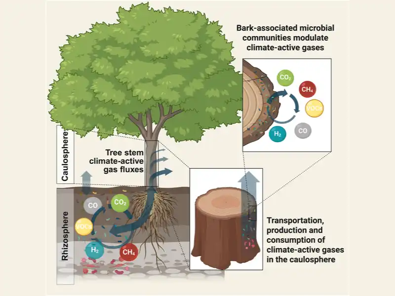 Bark microbiota modulate climate-active gas fluxes in Australian forests