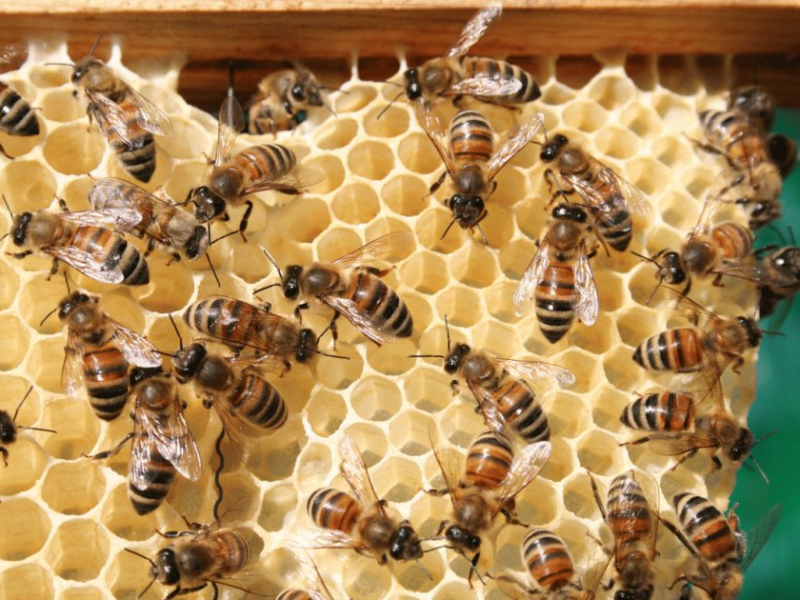 Is honey vegan? | Wikifarmer