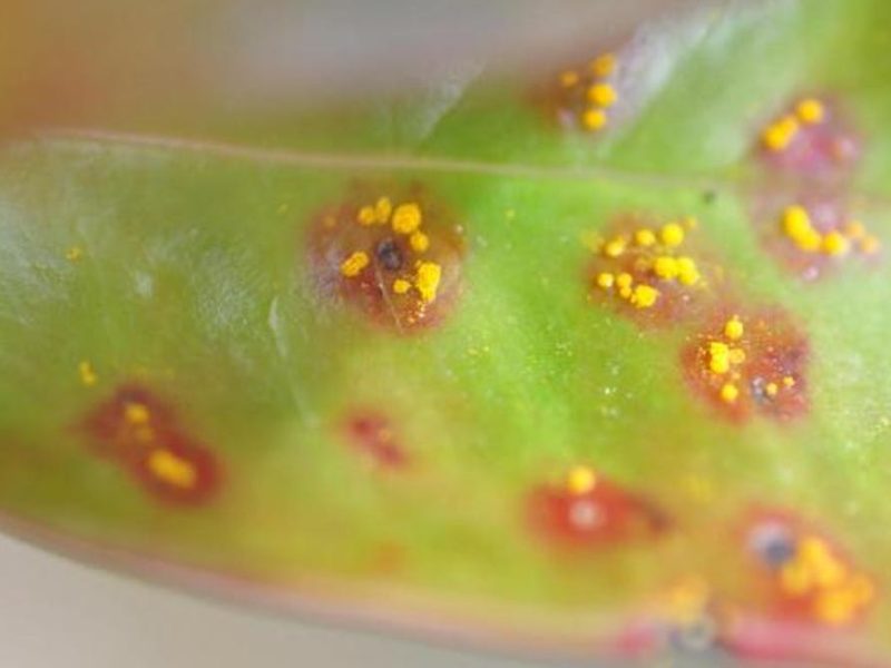 Good fungus may one day help save plants from bad fungus like deadly myrtle rust disease