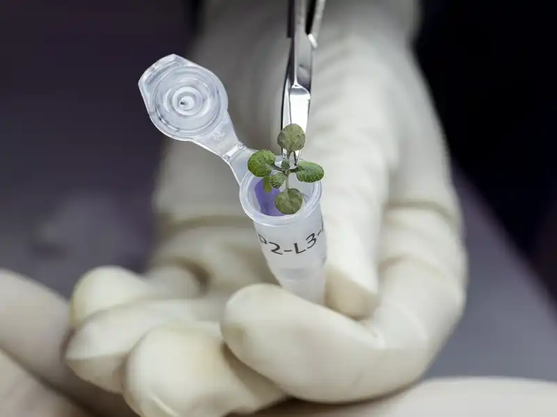 Can potatoes grow on the moon?