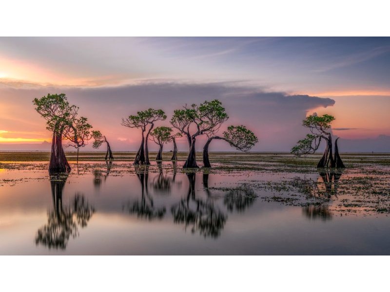 Planting trees in the sea could act as a huge carbon sink and save millions of dollars in storm damage every year. What is stopping us from doing it? | Live Science