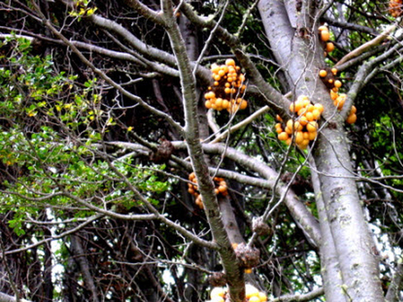 Trees – Phylogenetic and Real