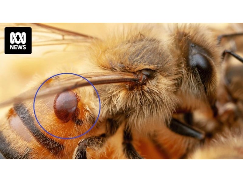 Varroa mite investigation finds illegal imports unlikely but fails to find source of deadly incursion – ABC News