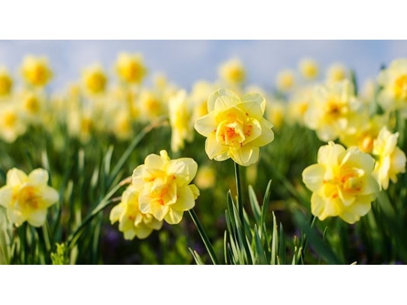 These are the loveliest daffodil gardens to visit in Britain this spring – from the castle of a queen to Wordsworth’s favourite spot, carpets of these happy yellow flowers await