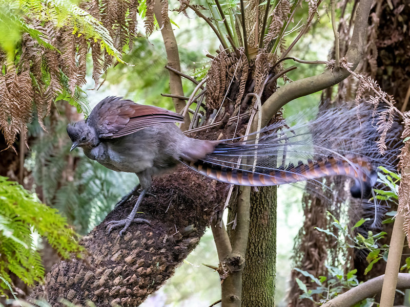 MIFGS – Wurundjeri biik bolin bolin – Royal Botanic Gardens Victoria