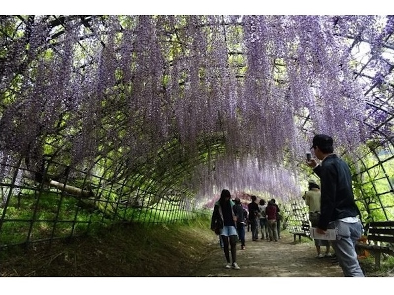 Wisteria Tunnel in Kitakyushu