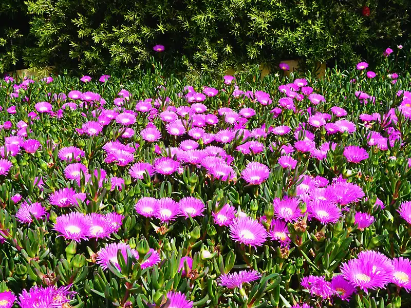 Ozbreed’s Australian Wildflowers