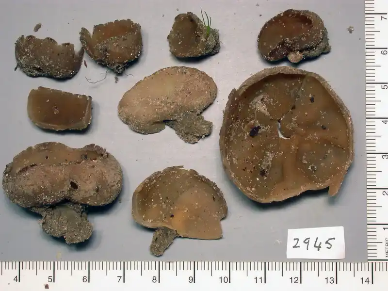 Two new species of fungi described – Royal Botanic Gardens Victoria