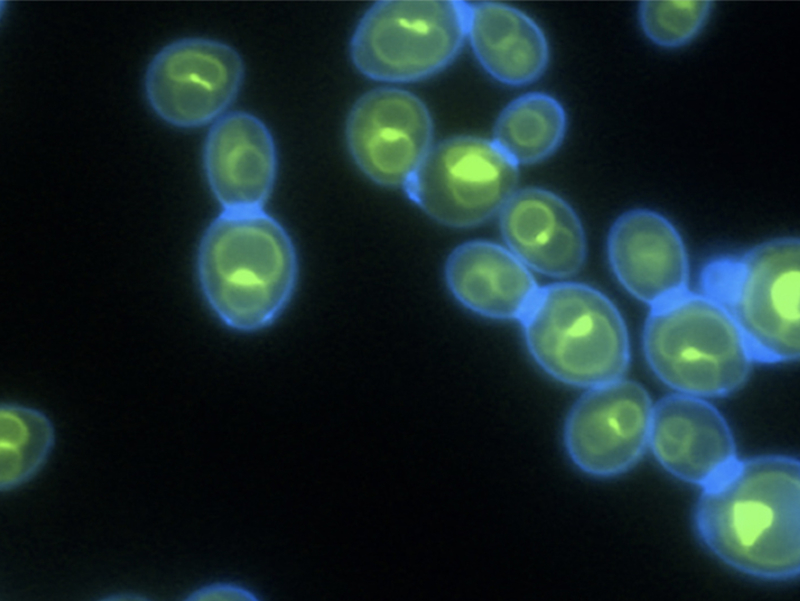 Shine the Light on Yeast