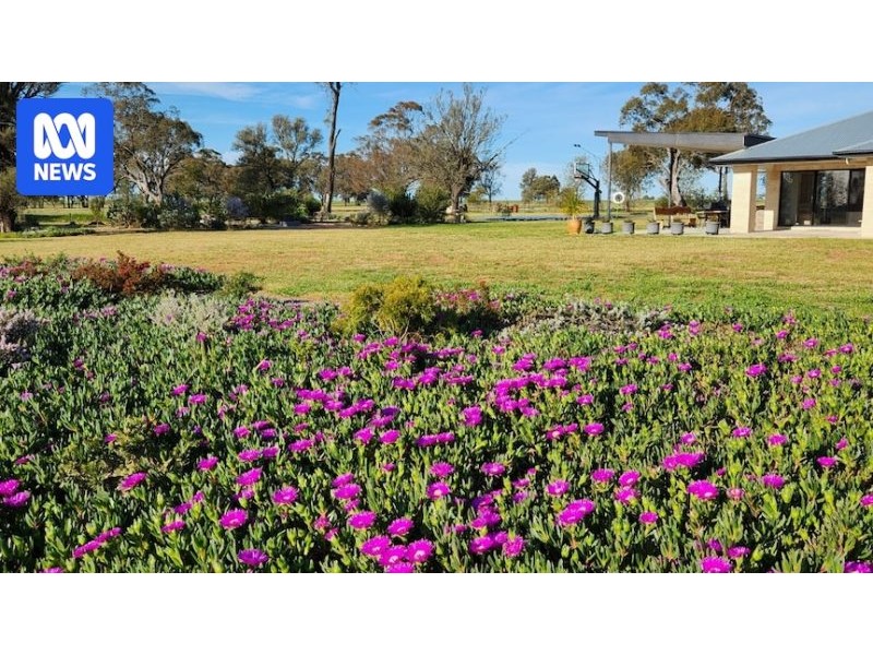 Scientists recommend succulents to protect buildings from bushfires - ABC News