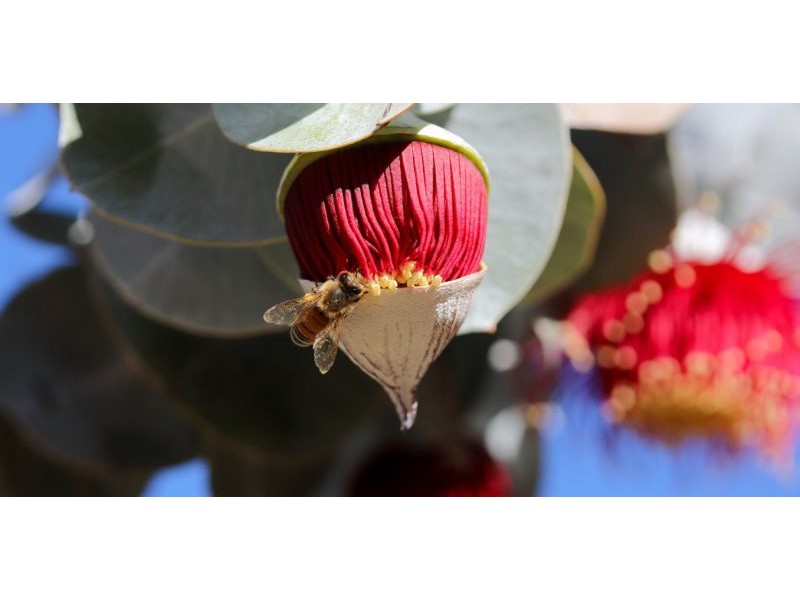 Honey from Australian wildflowers has potent power to kill bacteria