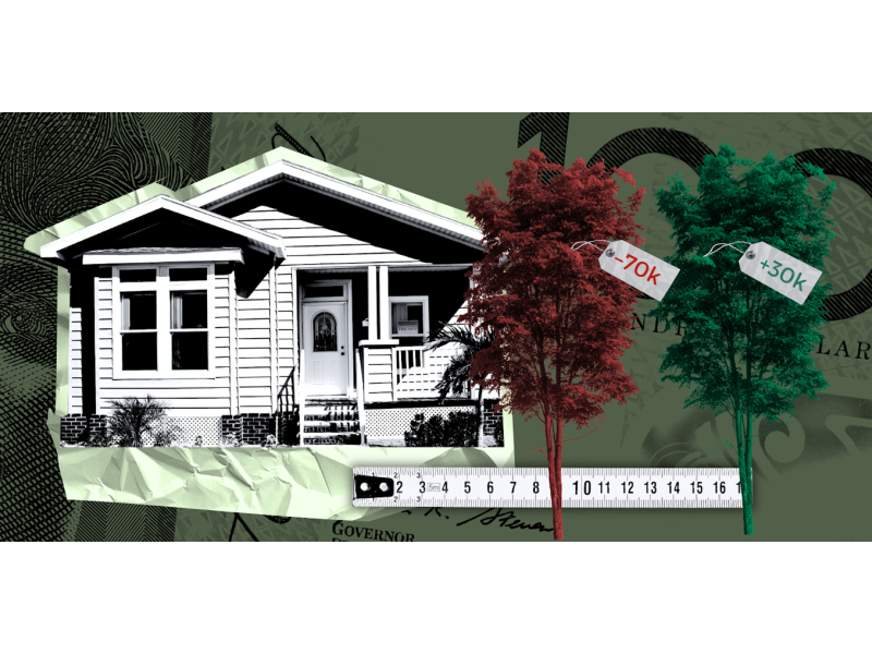 One street tree can boost Sydney house prices by $30,000 – or cost $70,000 if it’s too close: new study