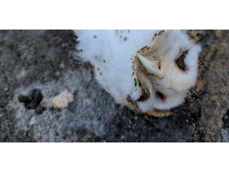 New ban on dangerous rodent poisons is lifeline for our native animals