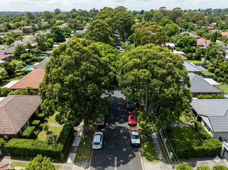 New research on street tree planting