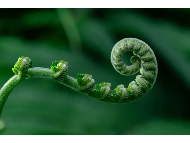 Pushing the right button: fern guides its embryo’s sense of up and down | WUR