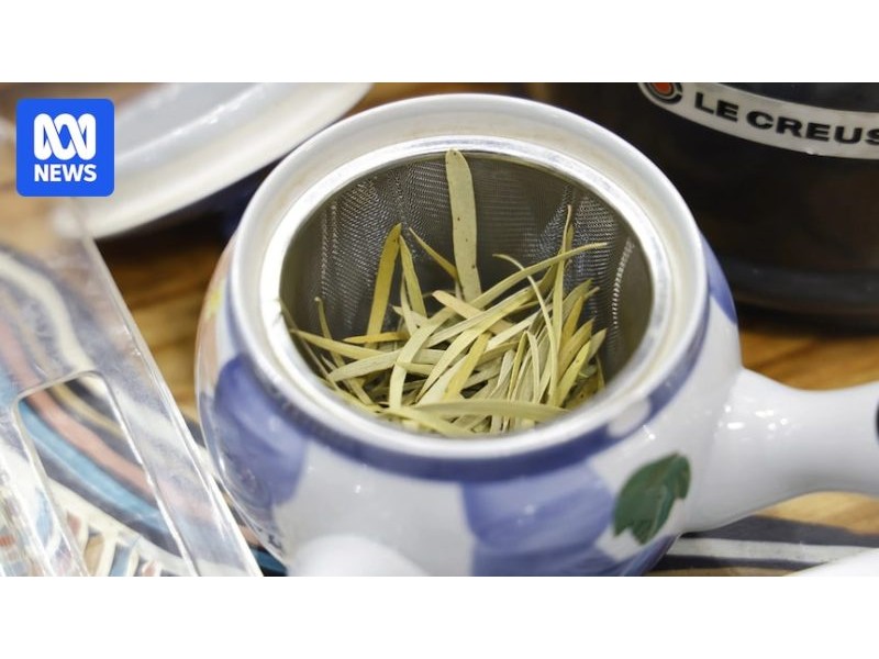 Kulbanyi bush tea from NT station hits the shelves in Asia - ABC News