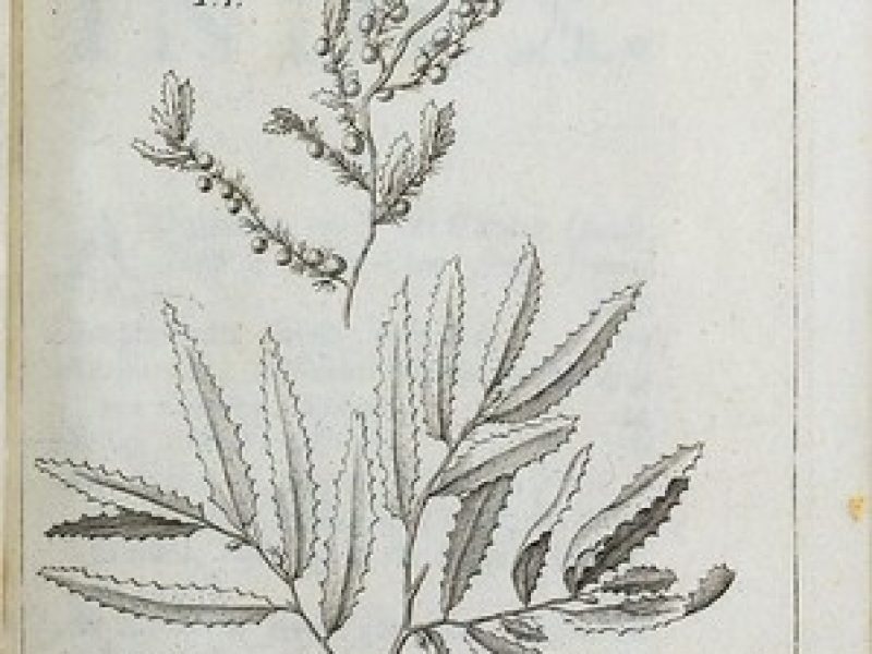 Biodiversity Heritage Library | Flickr