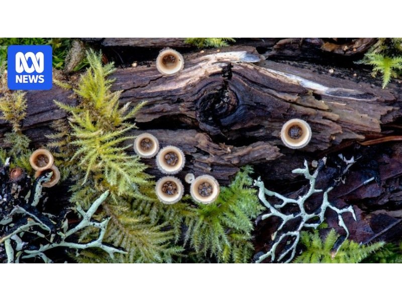 Photographers and artists showcase world of fungi in exhibit at WAMA - ABC News