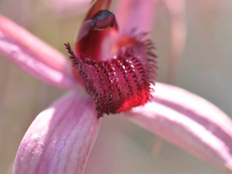 Scientists have discovered the key to conserving the Elegant Spider-orchid – Royal Botanic Gardens Victoria