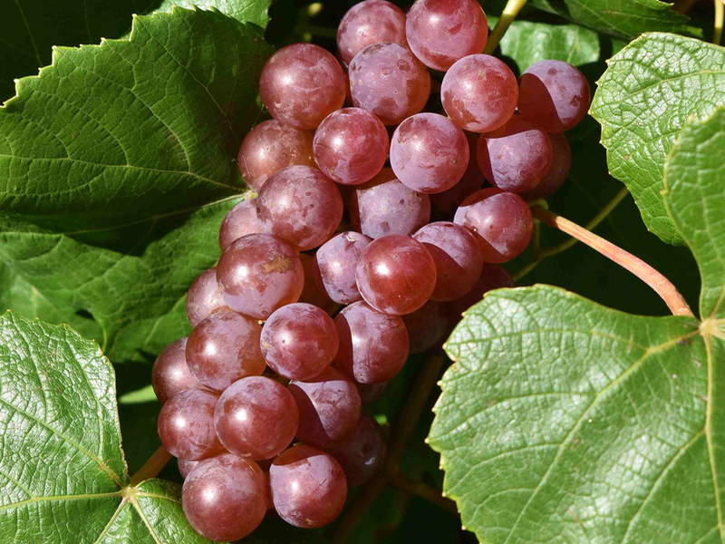 Postcard from Gail Thomas in Geelong