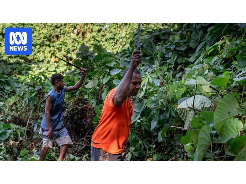 The vine with a murky past that is strangling Vanuatu's forests - ABC News