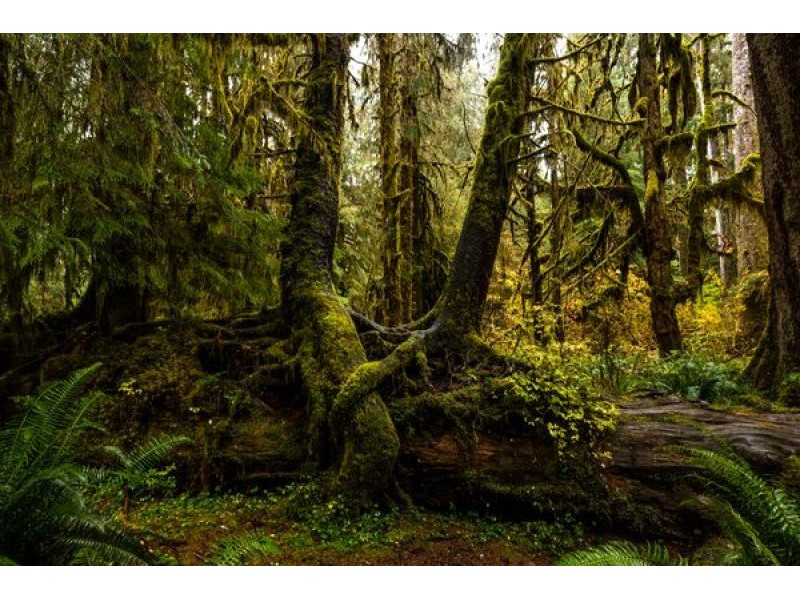 Hall of Mosses in Forks | Atlas Obscura