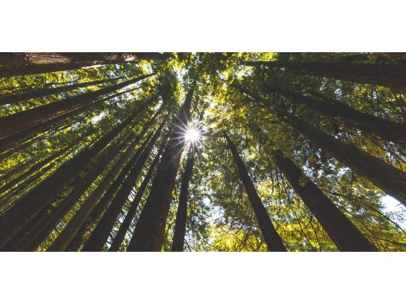 The secret sensory life of plants: researchers are discovering how they see, hear, feel – and even remember