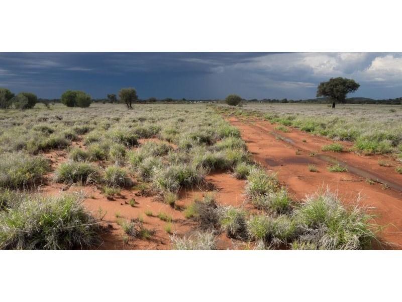 Should this plant be declared one of the worst weeds in Australia?